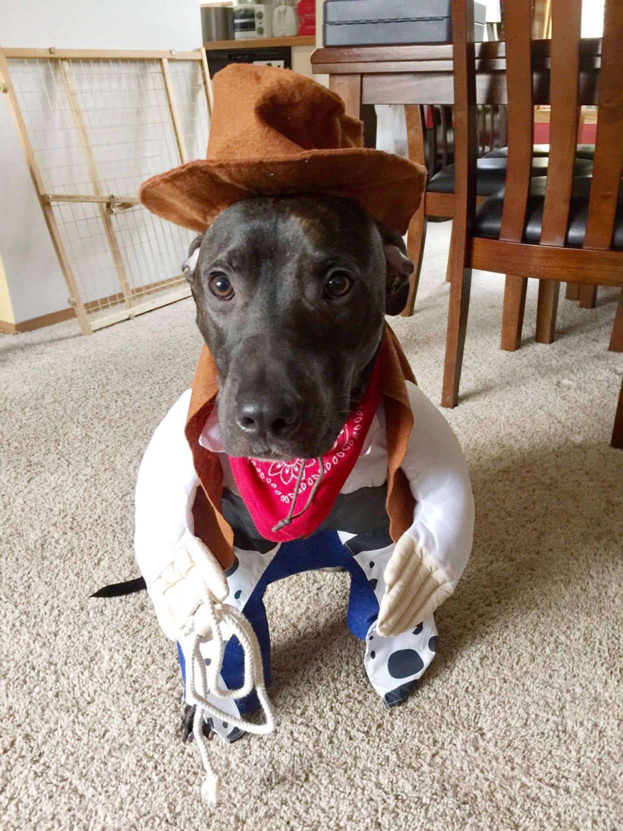 "Howdy partner!" submitted by Markelys Quiñones